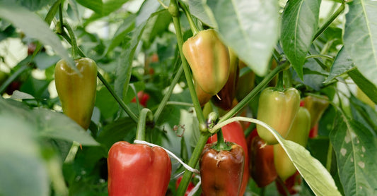 Close-up of colorful bell peppers on plant in a greenhouse, showcasing organic farming.