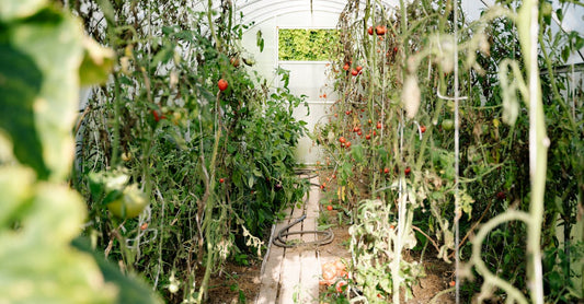 A vibrant summer scene in a greenhouse with ripe tomatoes and dense green foliage.