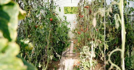 A vibrant summer scene in a greenhouse with ripe tomatoes and dense green foliage.