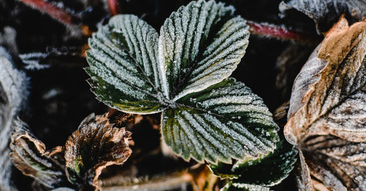 Close-up of a strawberry plant with frost on leaves, showcasing winter beauty.