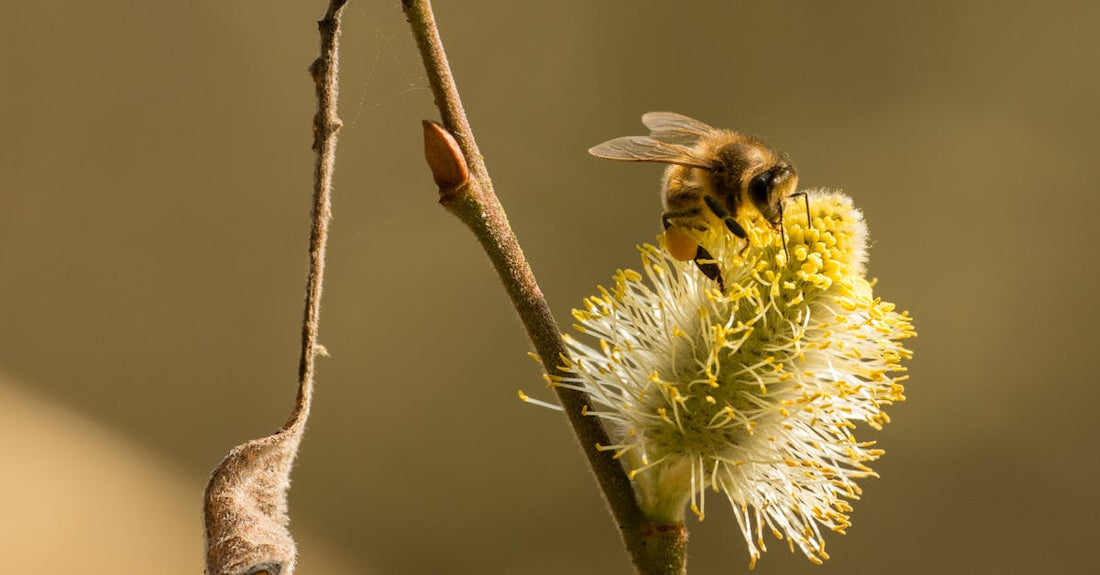A close-up of a bee pollinating a yellow willow flower in spring.
