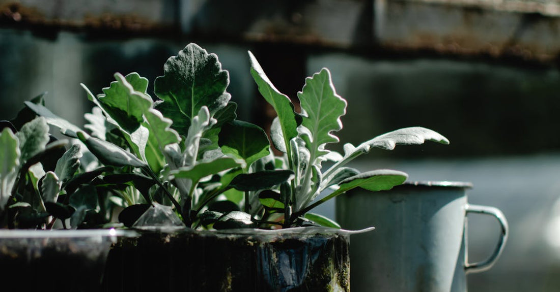 A rustic greenhouse with potted plants and a vintage cup on a wooden bench, capturing a serene summer garden ambiance.
