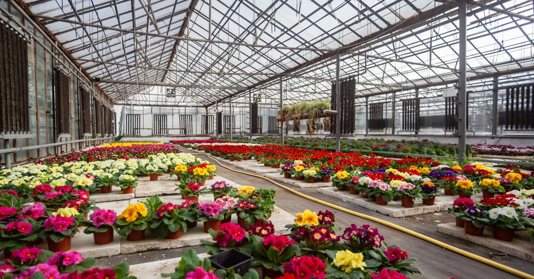 Colorful primroses bloom in an expansive greenhouse, showcasing nature's beauty.