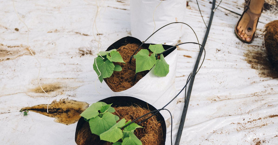 Row of young green plants in pots with drip irrigation in a greenhouse setting.