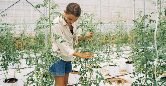 A female farmer carefully tending tomato plants inside a modern greenhouse.