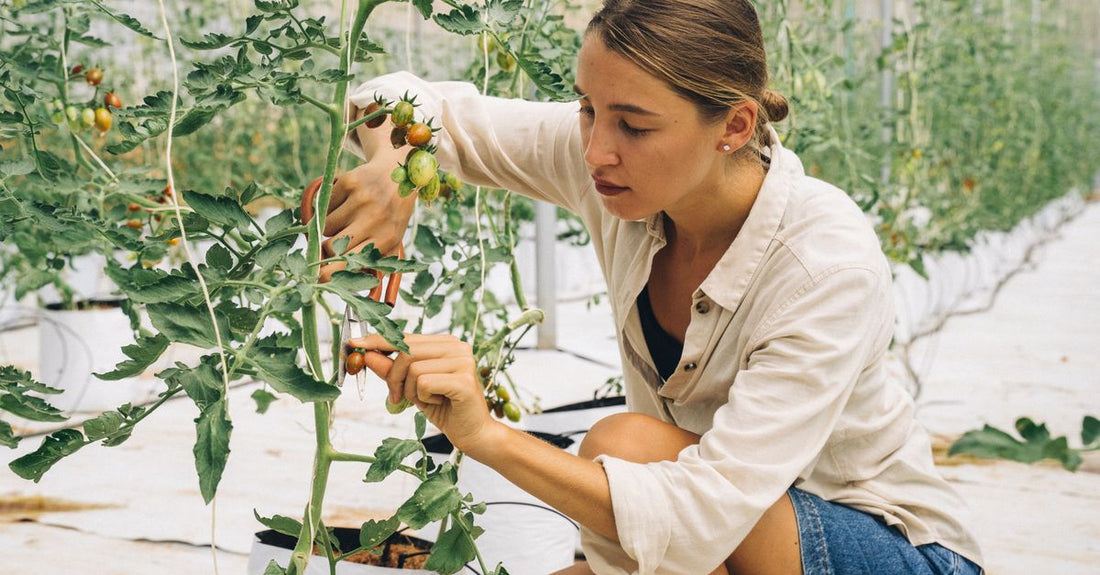 Young woman carefully pruning tomato plants in an indoor farm greenhouse.