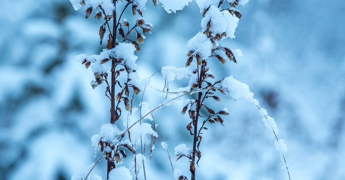 Close-up of snow-covered plants on a cold winter day, showcasing frost and ice.