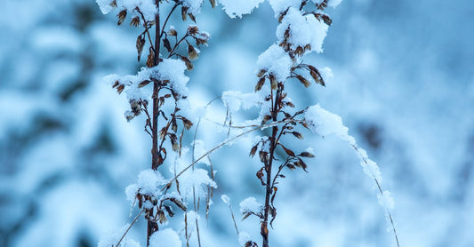 Close-up of snow-covered plants on a cold winter day, showcasing frost and ice.