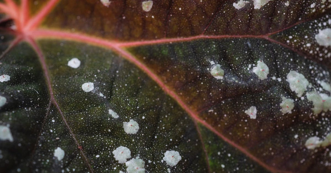 Detailed view of a leaf affected by powdery mildew, highlighting texture and pattern.
