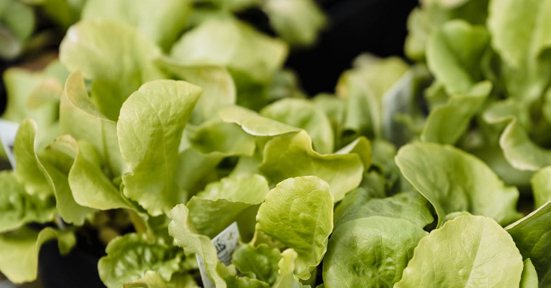 Close-up of fresh green lettuce growing in nursery trays showcasing vibrant leaves and healthy growth.