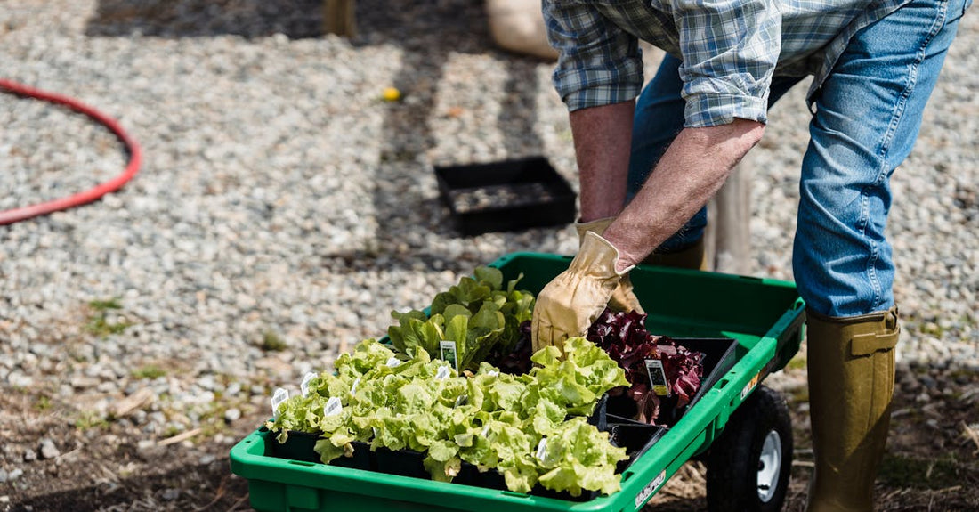 A gardener carefully plants lettuce seedlings in a green garden cart outdoors.