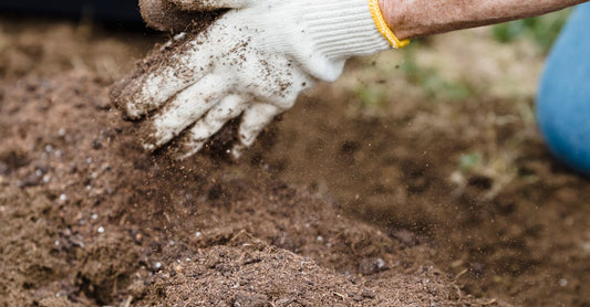 Close-up of a gardener's hands in gloves preparing soil for planting outdoors.