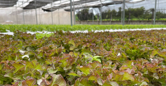 Close-up view of red oak lettuce cultivation in a Laos greenhouse under a shaded roof.