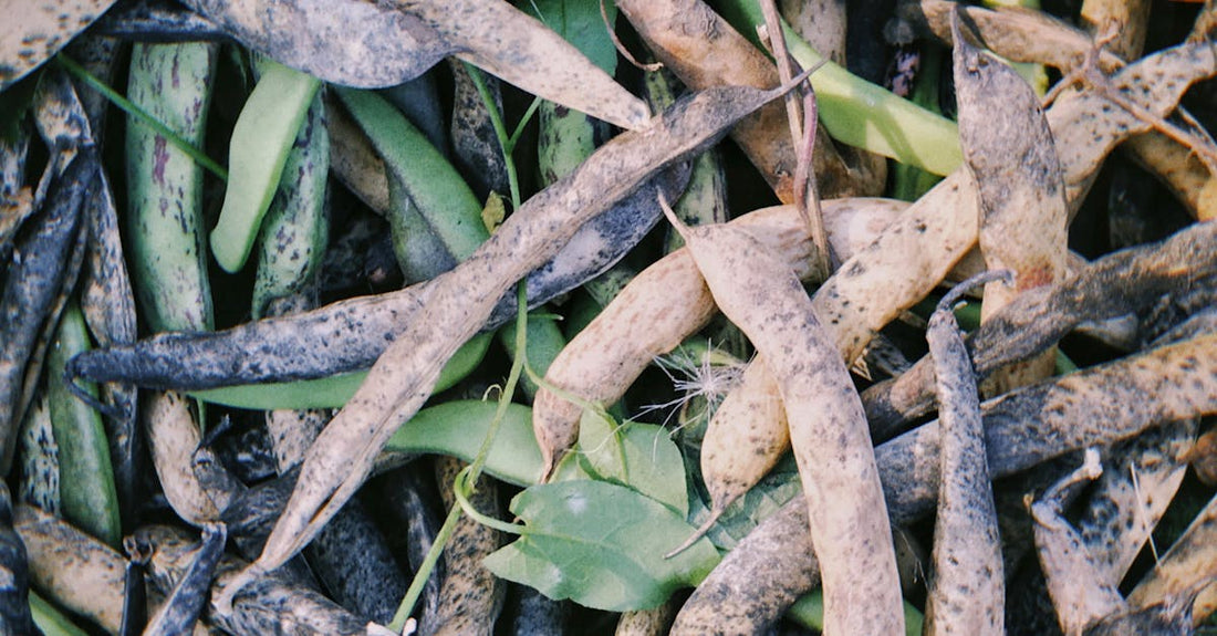 Close-up of harvested green and dried string beans, showcasing textures and colors.
