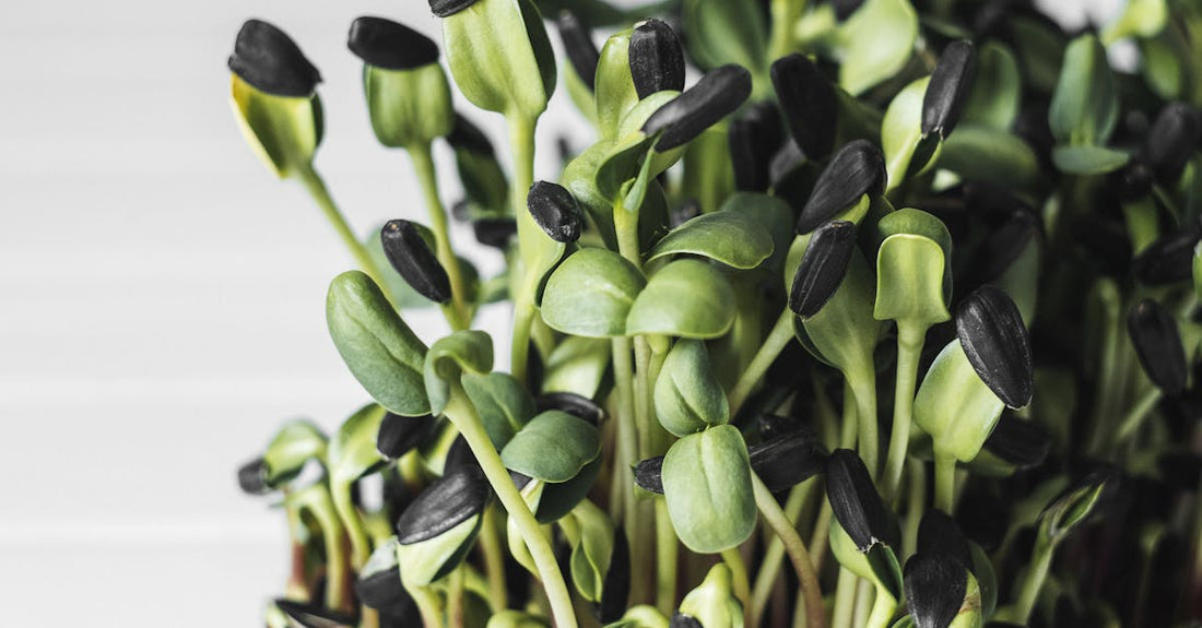 Vibrant sunflower microgreens freshly sprouting on a white table, showcasing their growth and freshness.
