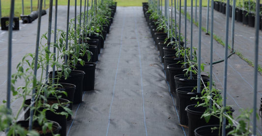 Rows of young tomato plants grow in a modern greenhouse setting, optimizing indoor farming techniques.