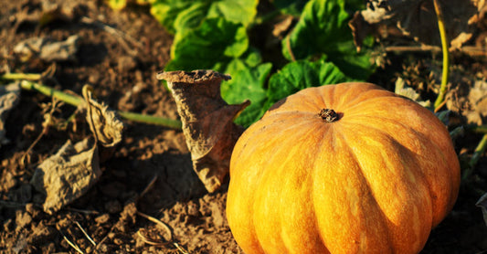 Bright pumpkin in garden soil, symbolizing autumn harvest and agriculture.