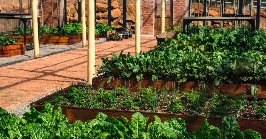 A lush indoor greenhouse filled with vibrant vegetables like lettuce in raised wooden garden beds.