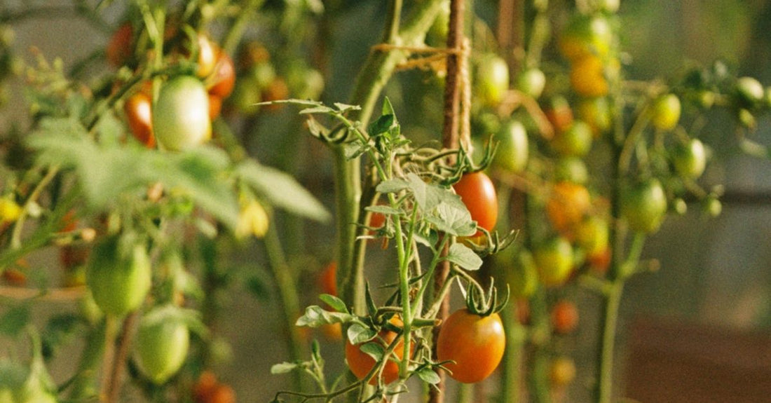 Tomato plants with both ripe and unripe fruits growing vertically in a sunny greenhouse.
