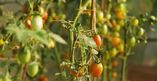 Tomato plants with both ripe and unripe fruits growing vertically in a sunny greenhouse.