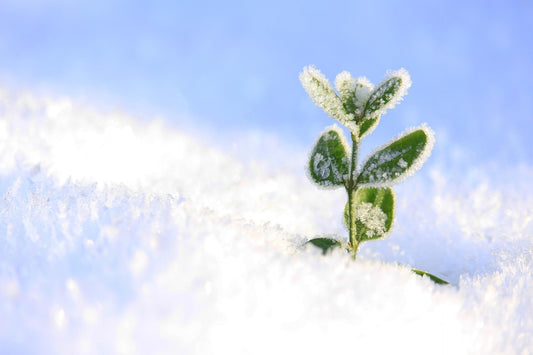 How to Extend Growing Season into Winter: A Comprehensive Greenhouse Gardener’s Guide