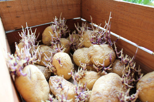 How to Plant Potatoes in a Greenhouse