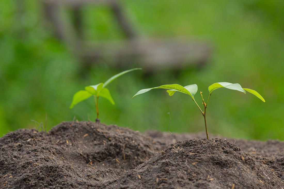 The Best Potting Mixes for Greenhouse Crops
