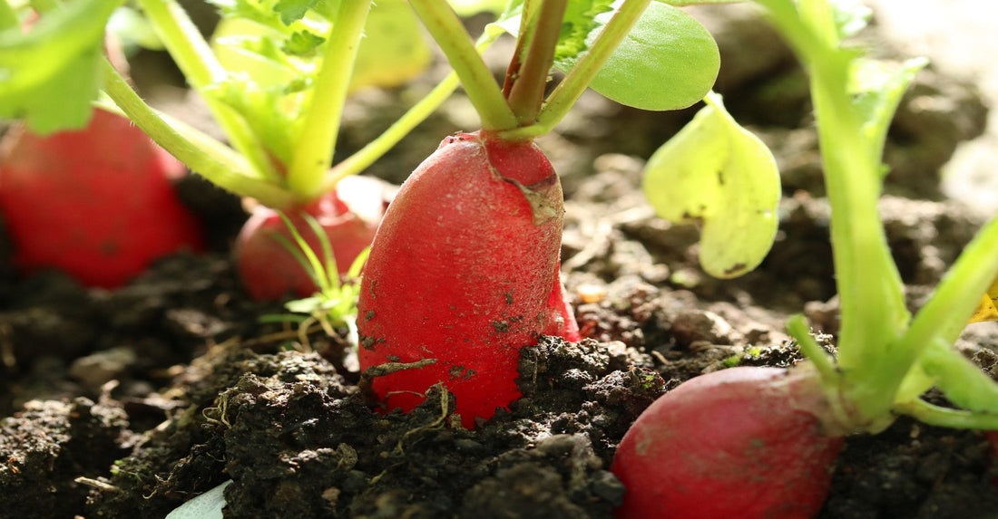 September Greenhouse Planting Guide