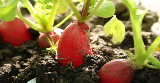September Greenhouse Planting Guide