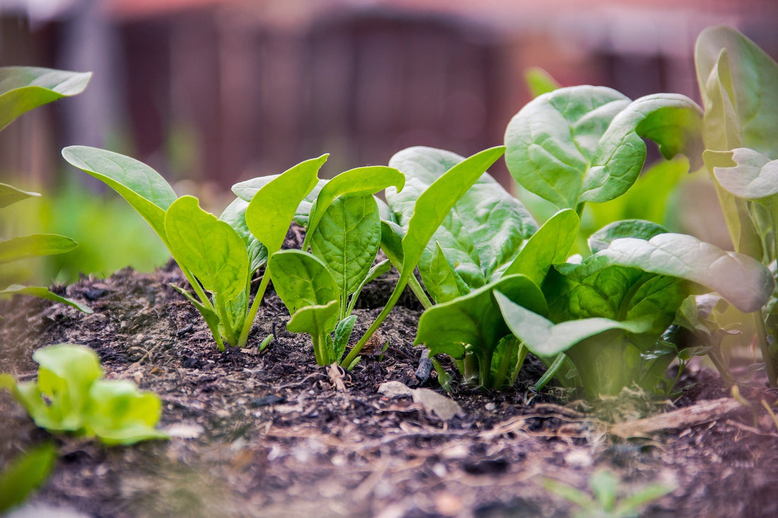 How to Start Winter Spinach in a Greenhouse