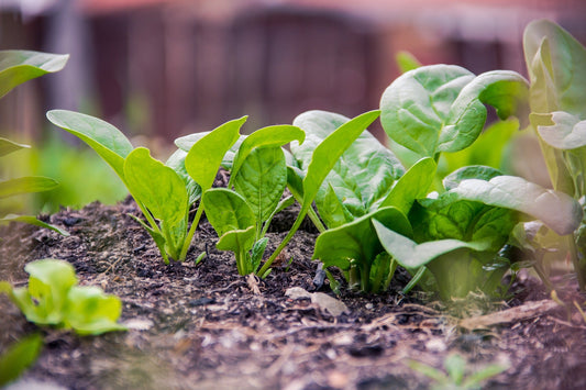 How to Start Winter Spinach in a Greenhouse