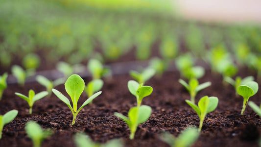 How to Grow Mustard Greens In a Greenhouse