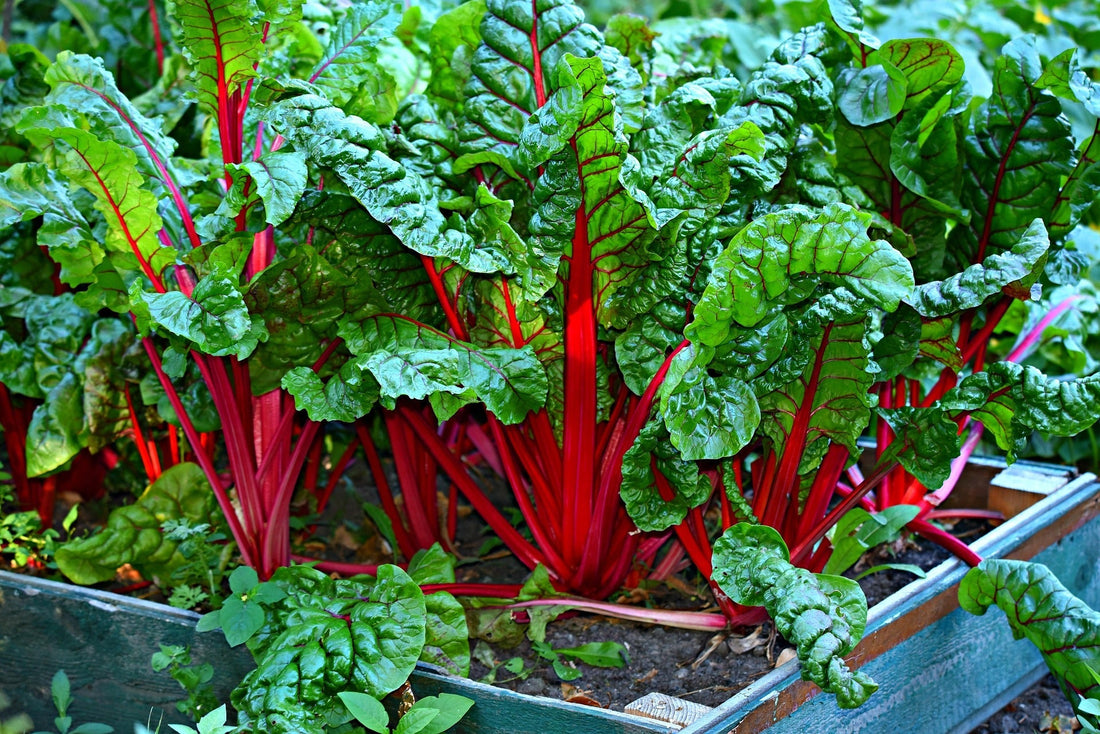 The Best Winter Greens for School Greenhouses