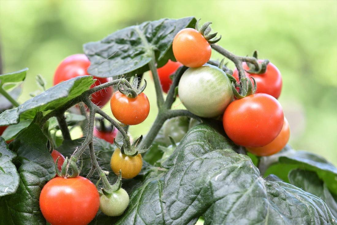 The Best Companion Plants for Tomatoes in a Greenhouse