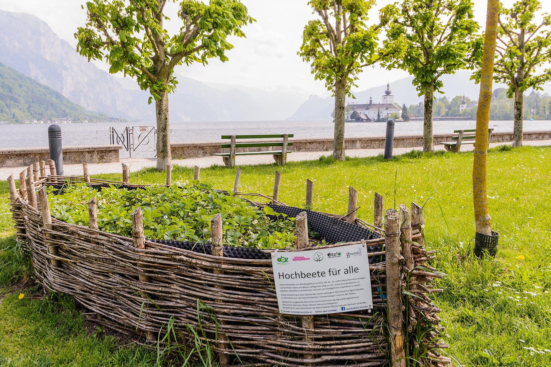 Why Raised Beds Work Well in Summer