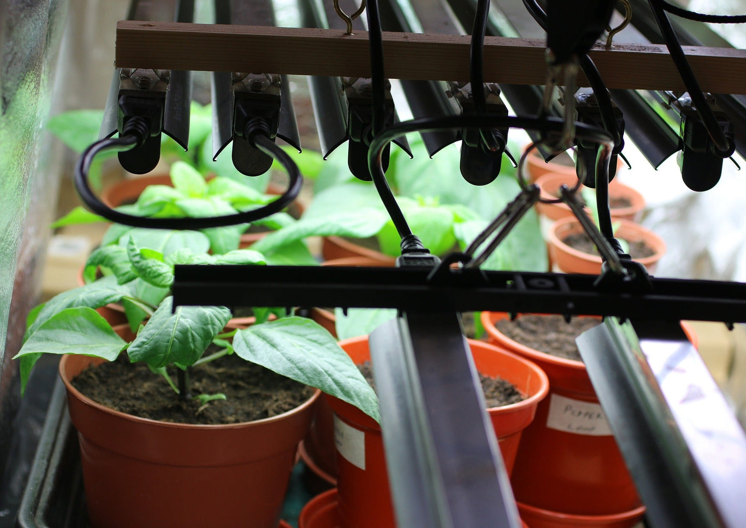 Grow Lights for your Greenhouse