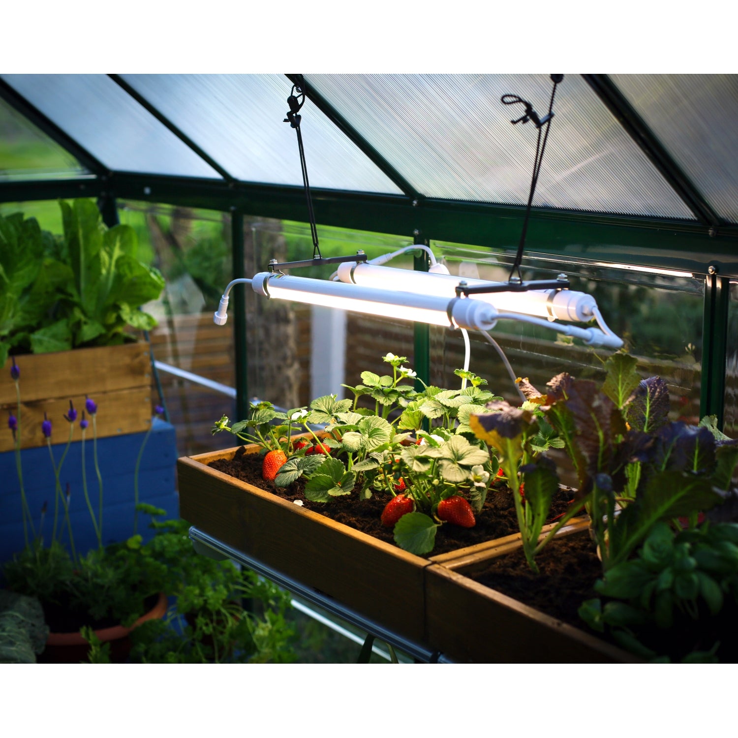 Led grow light shop shop