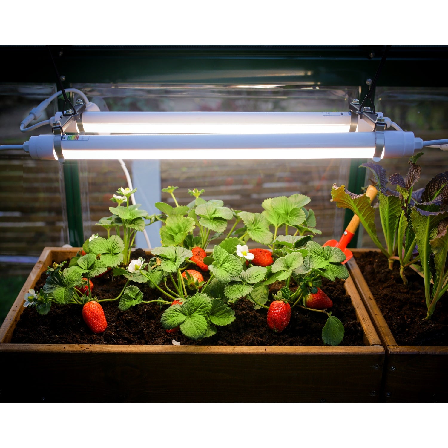 fluorescent grow lights for indoor plants Palram - Canopia | Brighton