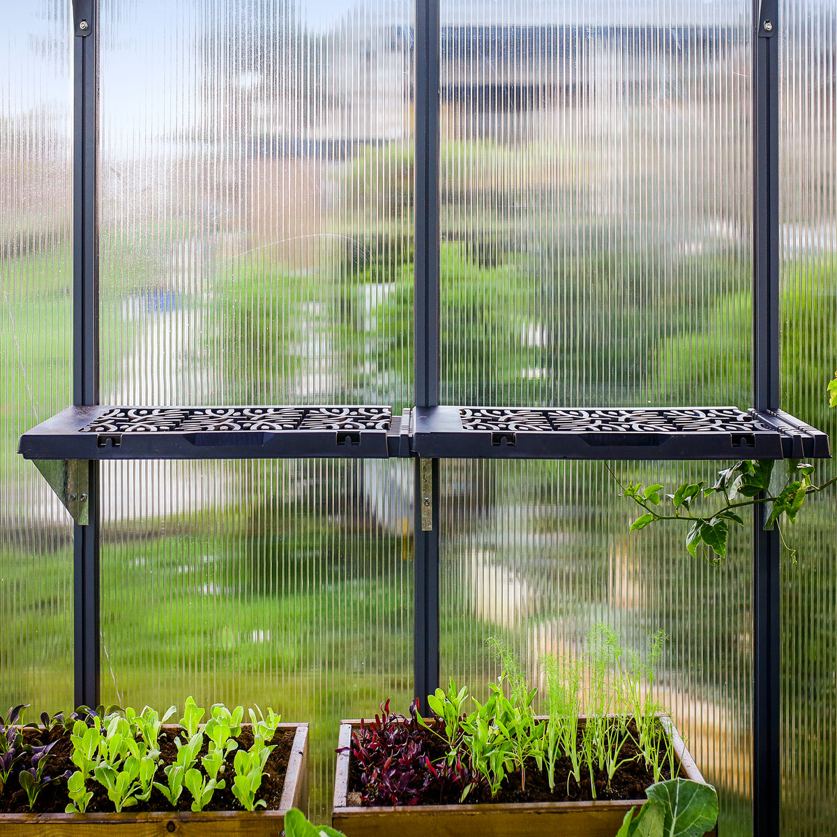 Palram - Canopia | Shelf Kit for Most Canopia Greenhouses - CANOPIA LEAVES