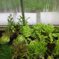 Hoklartherm | 14ft x 29ft 6in x 9ft 10in Riga XL9 Professional Greenhouse Kit With 16mm Triple-wall Polycarbonate Glazing - MyGreenhouseStore.com
