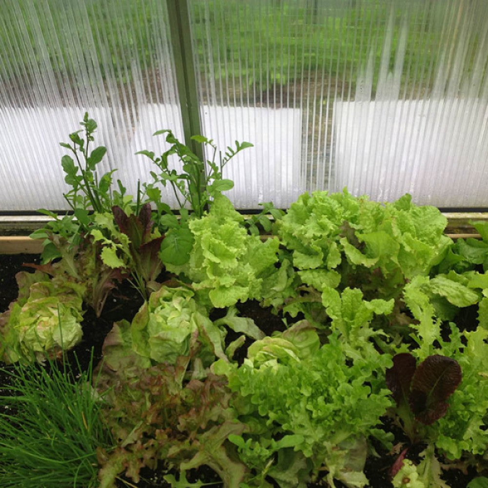 Hoklartherm | 14ft x 29ft 6in x 9ft 10in Riga XL9 Professional Greenhouse Kit With 16mm Triple-wall Polycarbonate Glazing - MyGreenhouseStore.com
