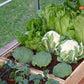 Palram - Canopia Drip Irrigation Kit - mygreenhousestore.com