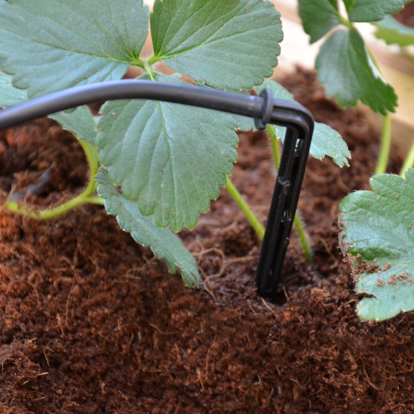 Palram - Canopia Drip Irrigation Kit - mygreenhousestore.com