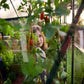 Palram - Canopia Greenhouses Palram - Canopia | Hybrid 6x10 Ft Greenhouse - Green HG5510G